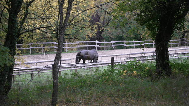 Black horse grazing inside fence