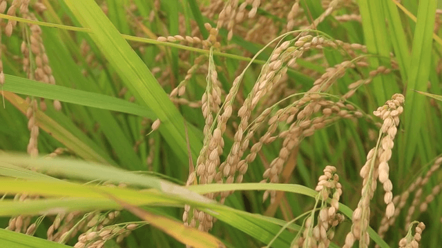 논에 핀 황금빛 벼