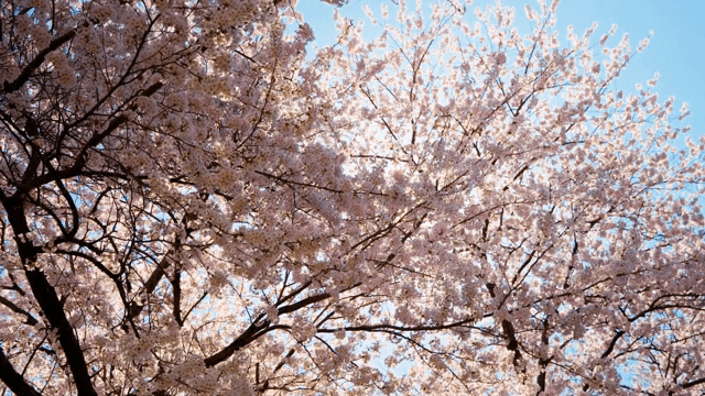 맑은 하늘 아래 만개한 벚꽃