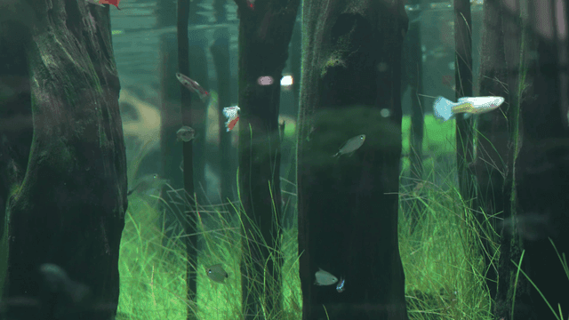 어항 속 나무들 사이를 헤엄치는 열대어들