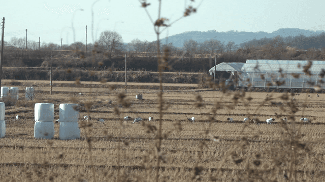 Quiet farm with cranes and hay bales