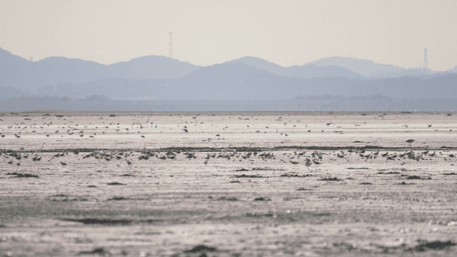 수많은 새들이 쉬고 있는 넓은 갯벌