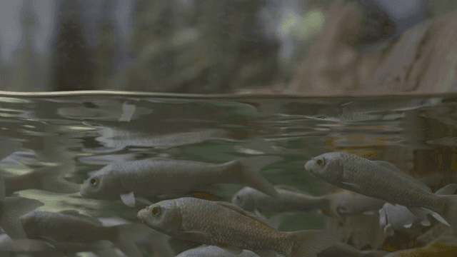 Koi swimming full of fish in aquarium
