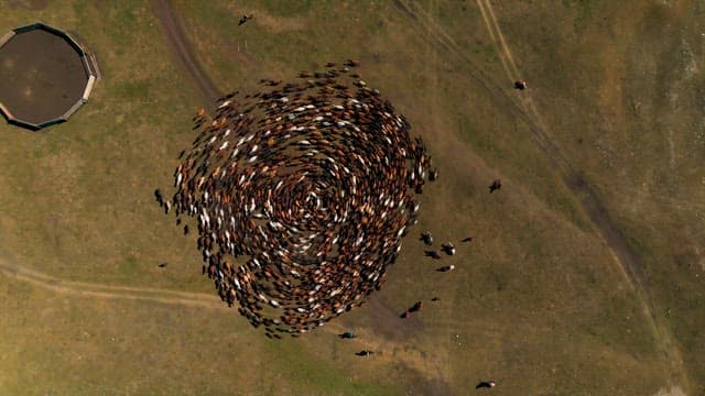 Herding a Huge Herd of Horse in a Vast Grassland