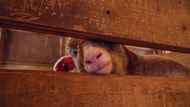 Sheep peeking through a wooden fence