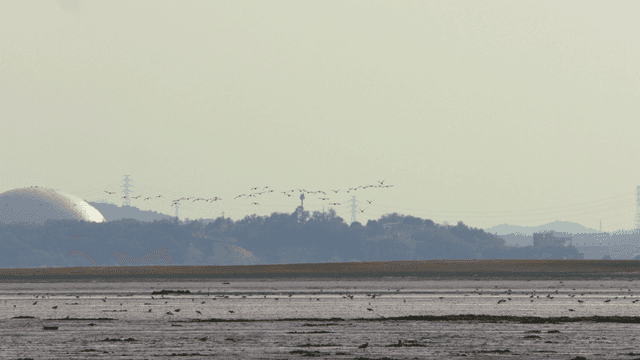 Birds flying over the wide wetland