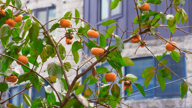 잘 익은 감이 달린 감나무