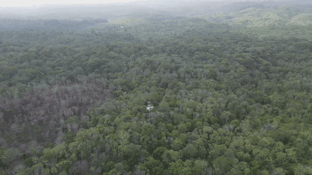 언덕이 있는 울창한 숲 풍경