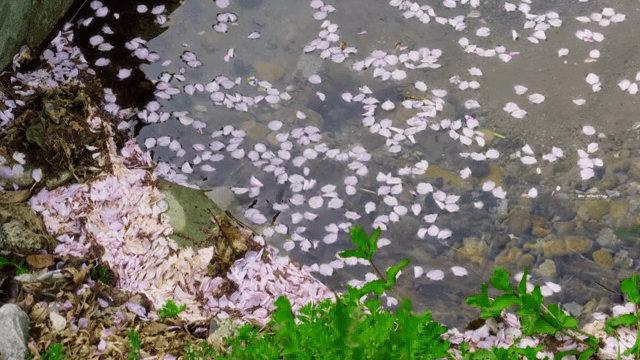Cherry blossom petals floating on water