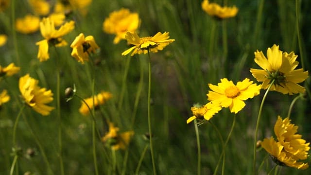 Vibrant Yellow Wildflowers in Field