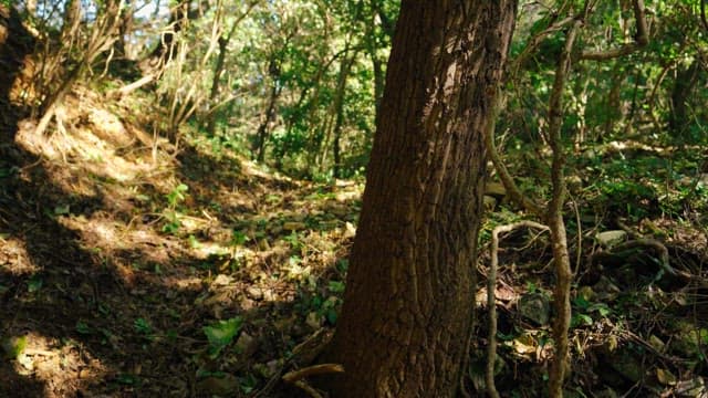 Stony sunny path through a dense forest