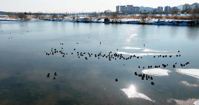 겨울 강에서 헤엄치는 오리들