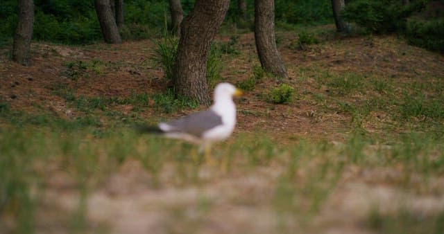 Seagulls Flying to the Grass