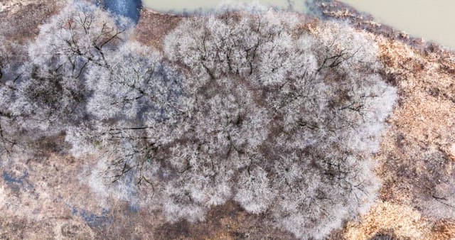 나뭇잎이 없는 겨울 나목으로 가득해 황량한 눈 덮인 숲