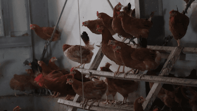 양계장 안에서 쉬고있는 많은 닭들