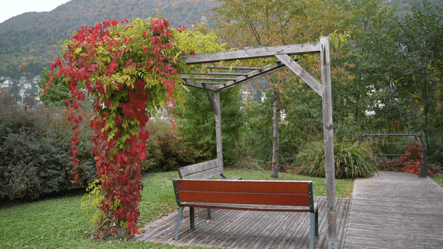 Park tree bench under vines