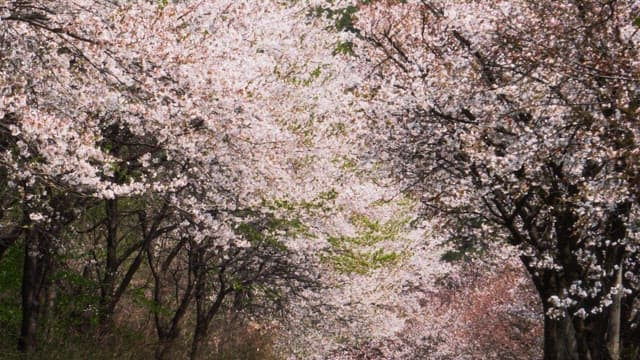 봄의 산들바람에 흔들리는 만개한 벚꽃 풍경