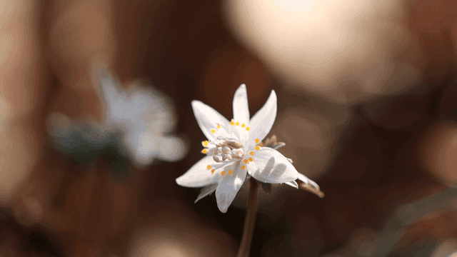 Small white flowers in full bloom