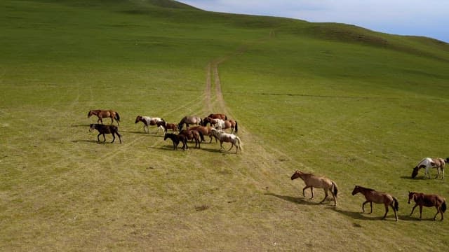 Herd of horses moving on a wide meadow