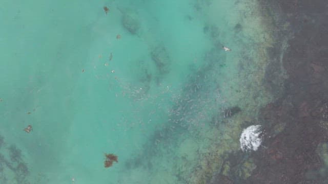 물고기가 헤엄치는 맑은 터키색 바다