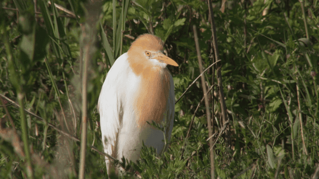 Great egret standing on forest branch