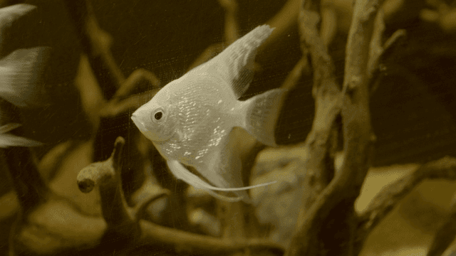 White fish swimming between branches