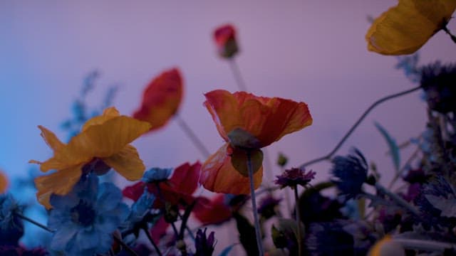 Poppies Blooming Beautifully in the Quiet Twilight