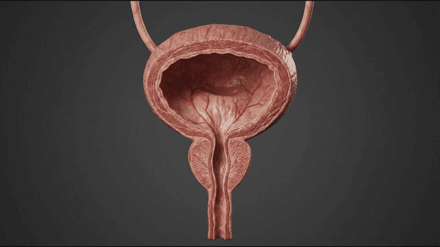 Detailed view of the human bladder anatomy