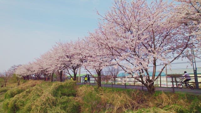 Cherry blossoms along beautiful street