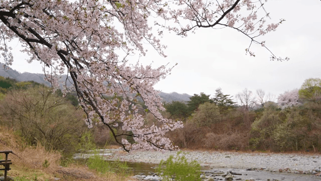 고요한 강가의 벚꽃