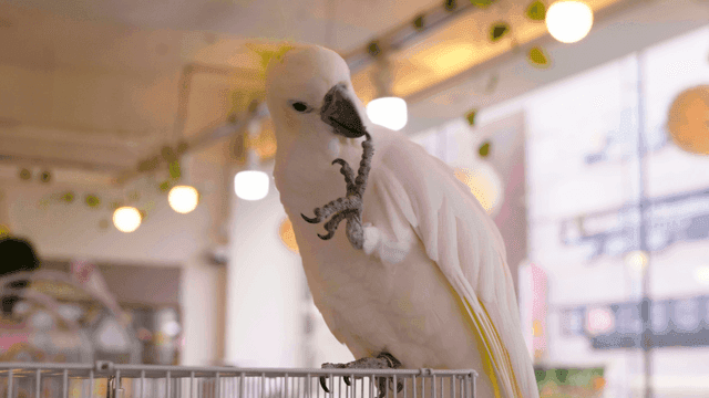 White parrot trimming its claws atop a birdcage