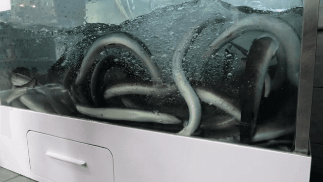 큰 수조에서 헤엄치는 장어들