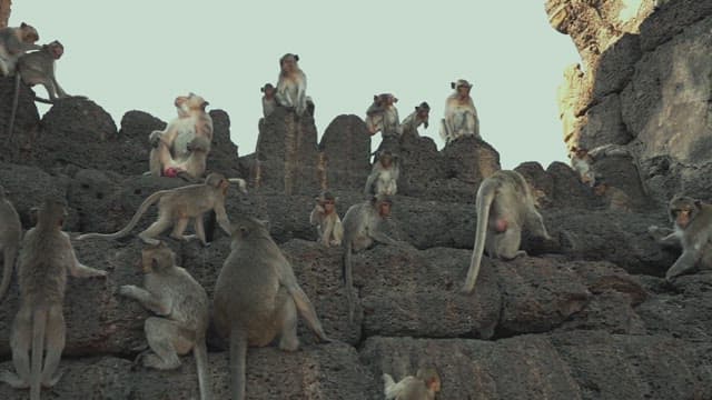 Monkeys Playing on a Stone Structure in Ancient Temple