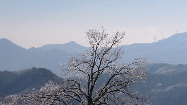 Icy Tree Branches Against Mountain Backdrop