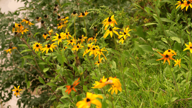 바람에 흔들리는 노란 꽃 화단