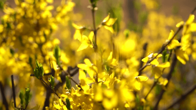 만개한 밝은 개나리