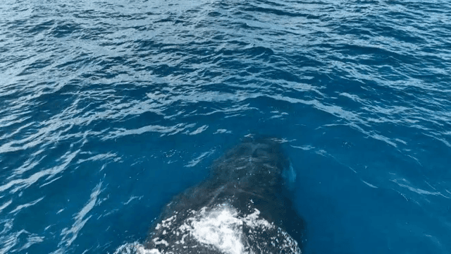 A whale and calf swimming in the ocean