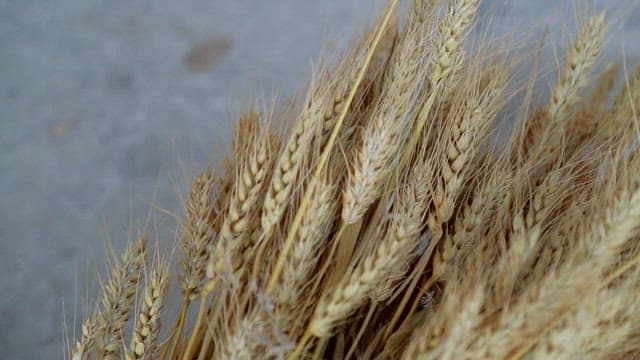 Close-up of white wheat stalks