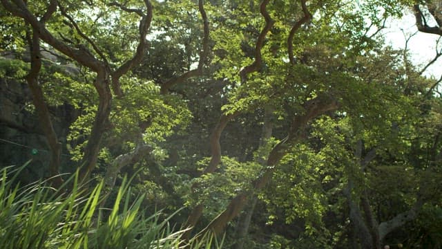 햇빛이 비치는 고요한 숲 속