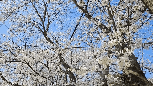 맑은 하늘 아래 만개한 벚꽃
