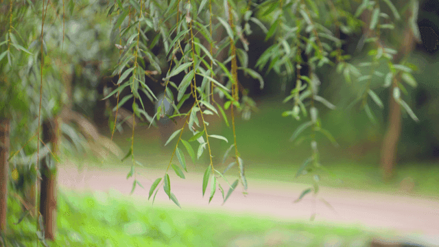 나뭇가지에 매달린 녹색 잎