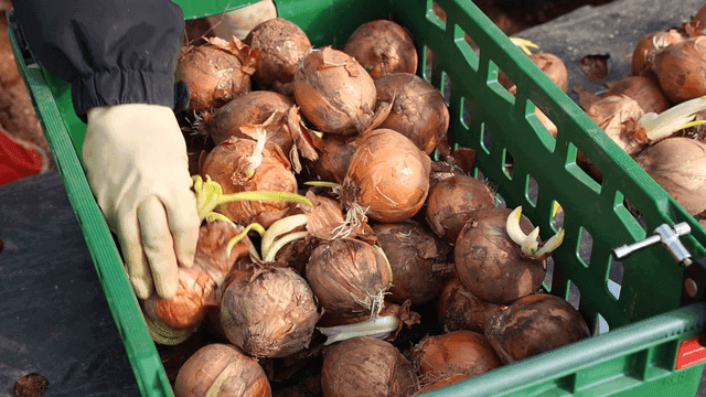 Sprouting onions in a green crate