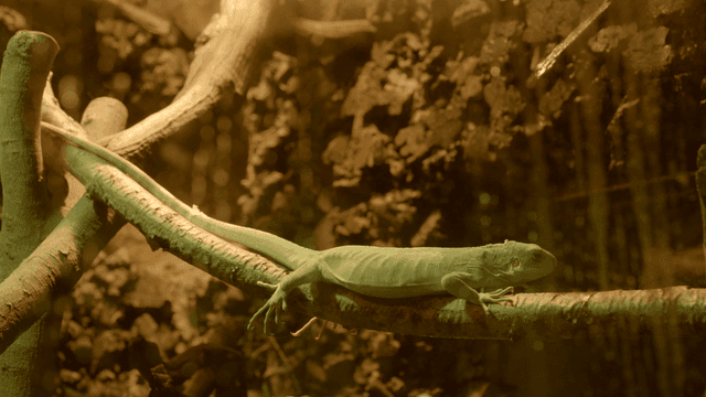 Green iguana resting on tree branch