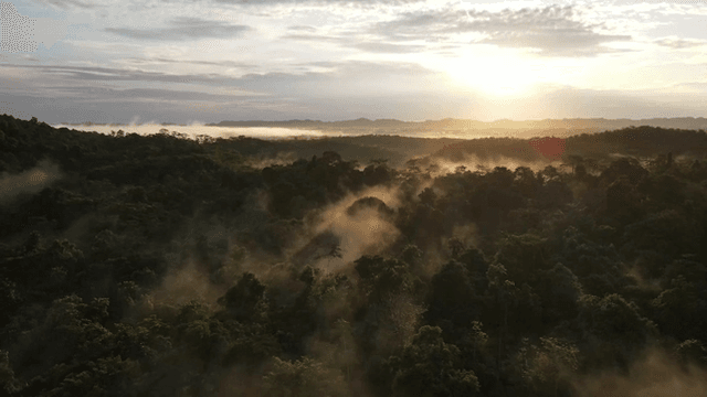 Sunrise over a misty forest landscape