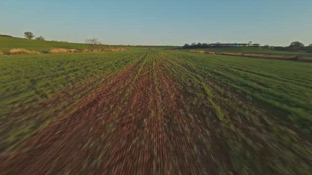 Vast green fields under a clear sky