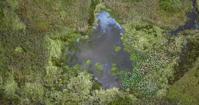 Serene wetland with lush greenery