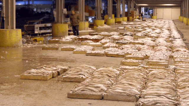 Fish market with rows of fresh seafood