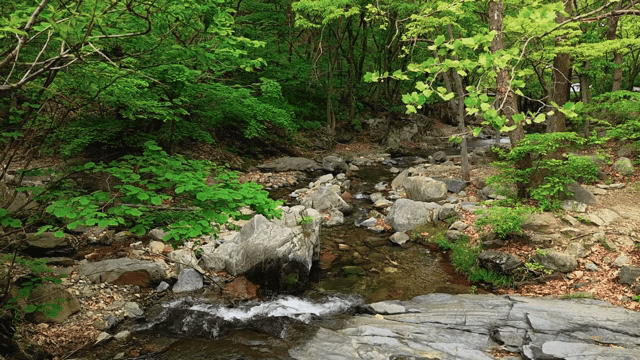 바위가 있는 고요한 숲 속 개울