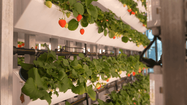 Indoor vertical farm with strawberries