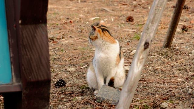 풀밭에 앉아 주위를 둘러보는 고양이